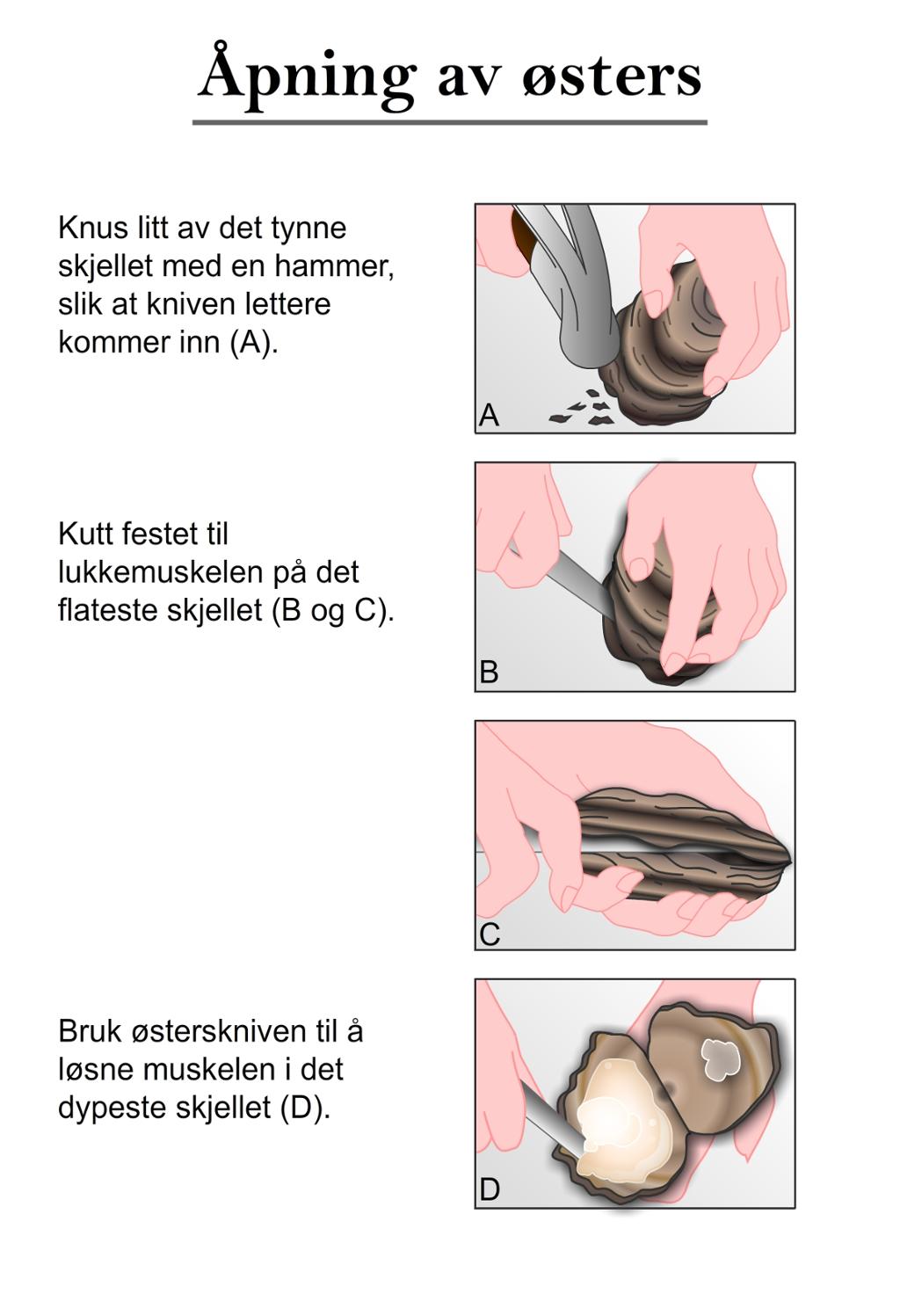 Åpning av østers