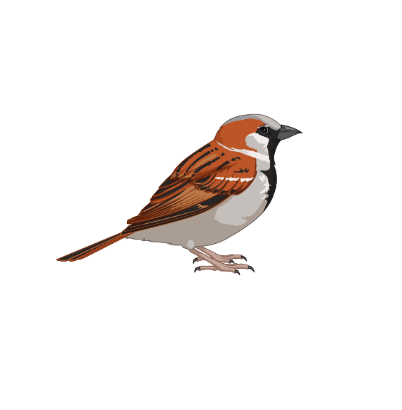 Spurvefugl med brun rygg og grått bryst. Illustrasjon.