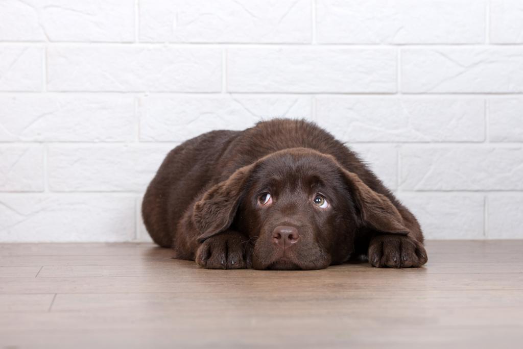 En brun hund ligger på gulvet med et trist ansiktsuttrykk. Foto. 
