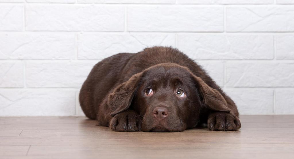 A dark brown dog lying on the floor, looking quite sad