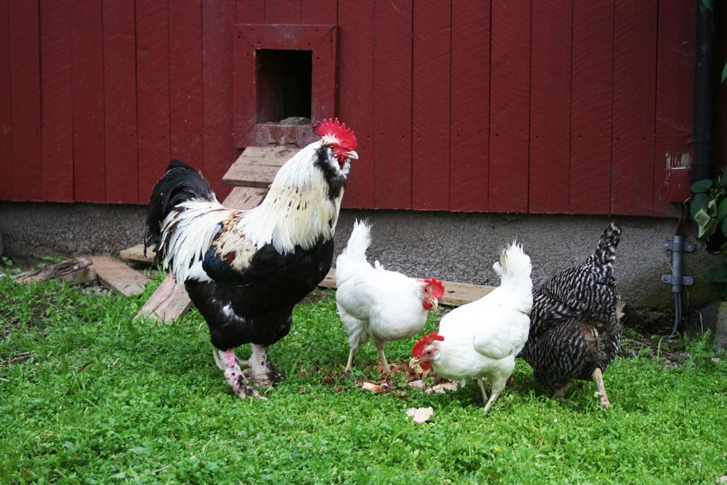 En hane og tre høner utenfor et hønsehus. Foto.
