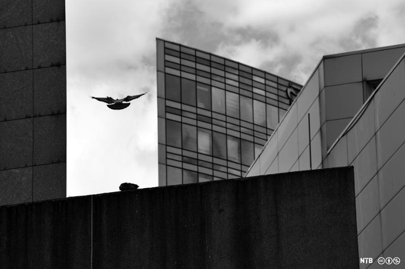 Silhuett av due blant bygninger i en by. Foto.