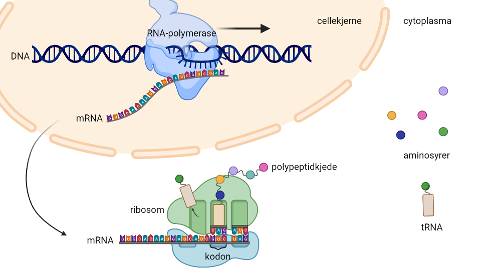 Del av DNA-molekyl kopieres. Kopien brukes til å sette sammen aminosyrer til en polypeptidkjede. Illustrasjon.