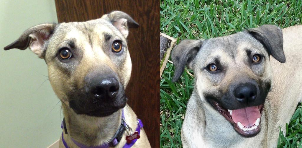 Sammenligning av to portretter av samme hund. På første bilde er hunden stresset, på andre bilde er hunden avslappet. Foto.