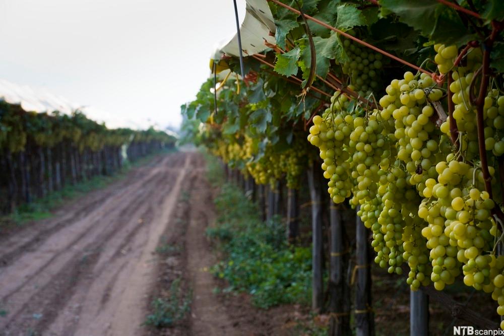 Grøne druer heng frå vinrankene på ein vingard i Puglia. Foto.