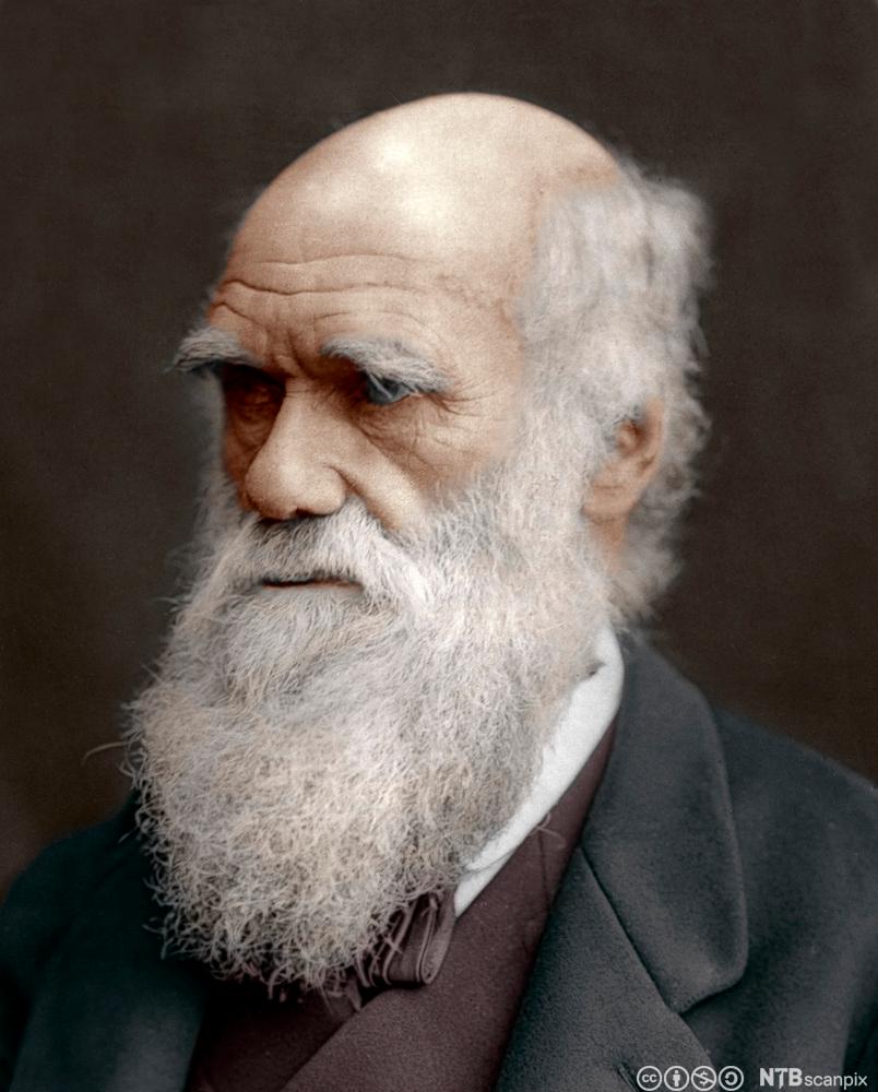 Portrett av Charles Darwin, en dresskledd herre med langt, grått helskjegg, bustete grå øyebryn, kort grått hår og blank isse. Foto.
