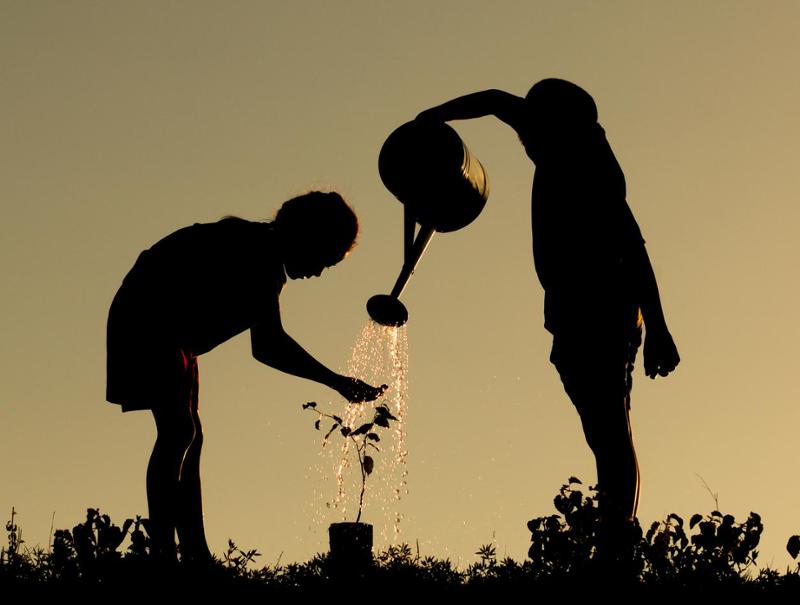 To barn som vanner en plante. Siluett.