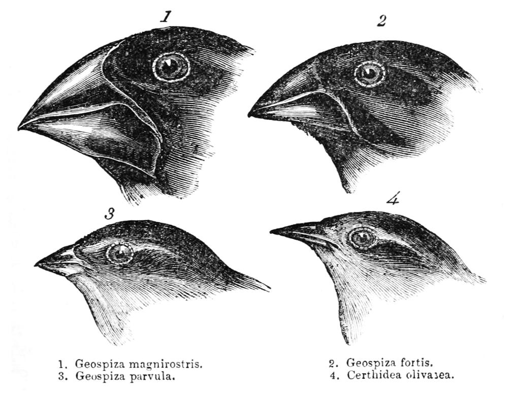 Njeallje beibboža main leat iešguđetlágan njunit. Illustrašuvdna.