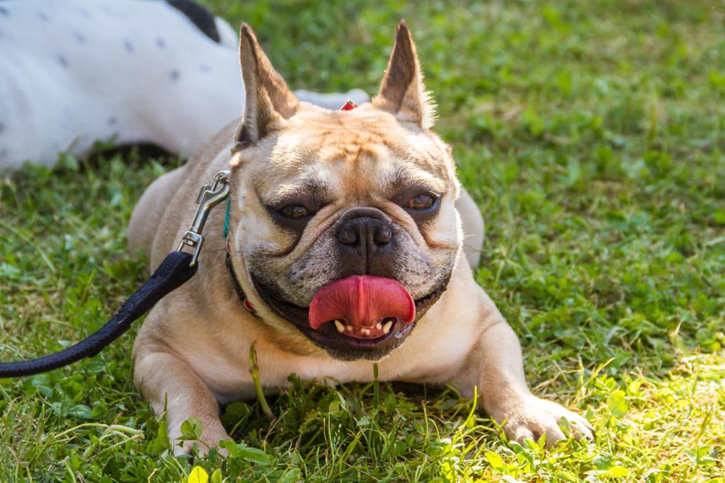 Fransk bulldog. Kortsnutet hund som peser. Foto.