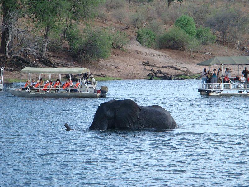 Fotografi av elefant som bader i nasjonalparken Chobe.