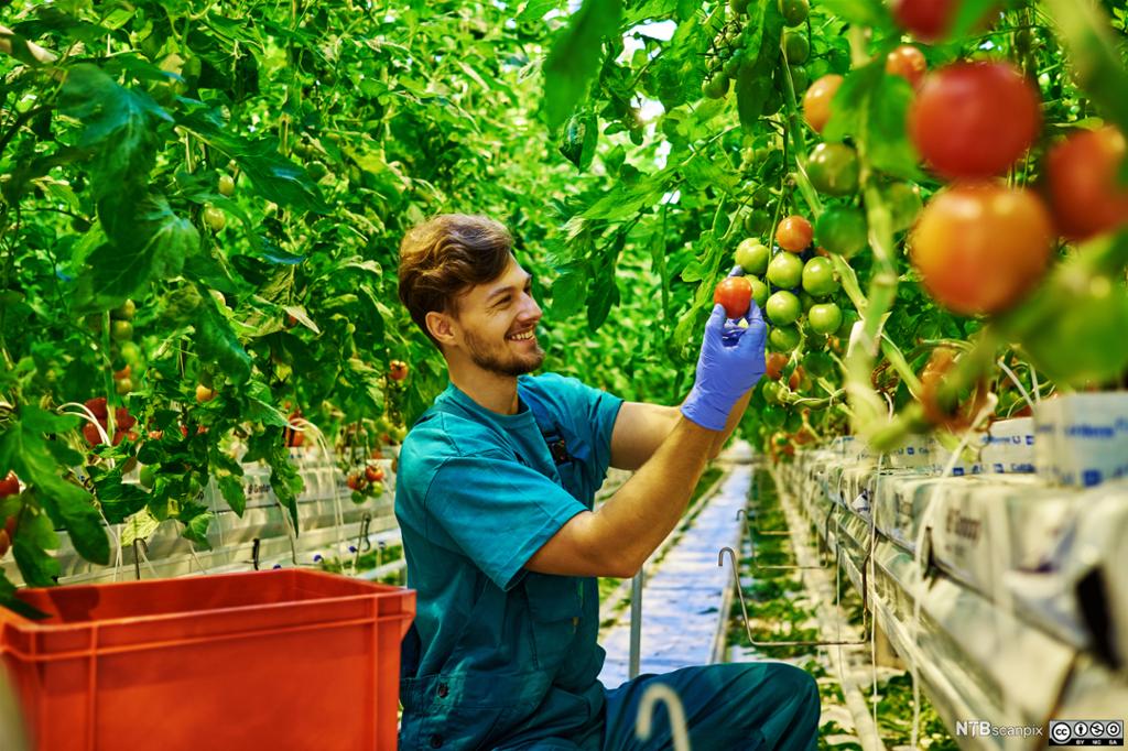 A gardener in a greenhouse harvesting ripe tomatoes. Photo.