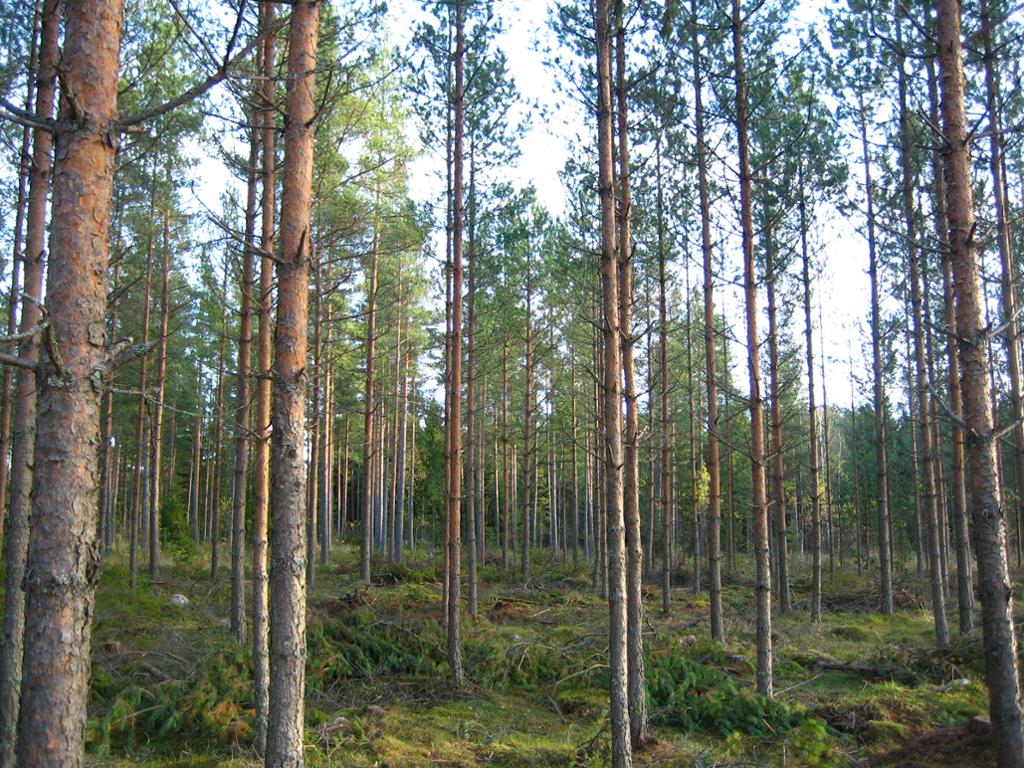 Skog med furustammer. Det ligger hogstavfall på bakken. Bestandet er nylig tynnet. Foto.