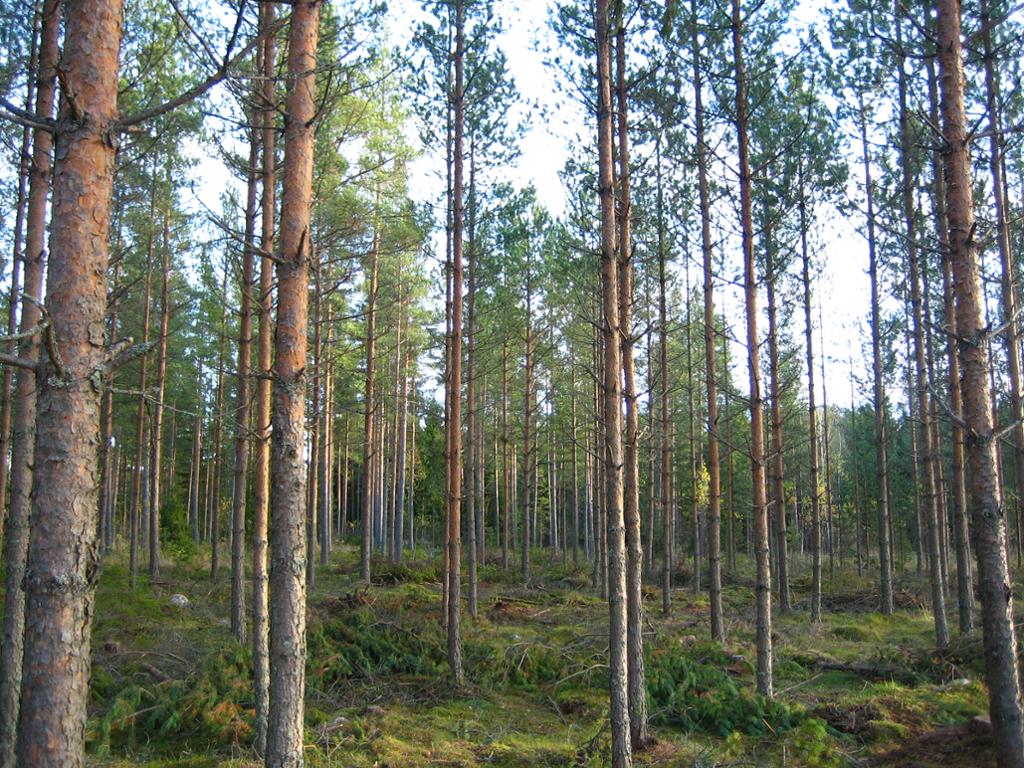 Skog med furustammer. Det ligger hogstavfall på bakken. Bestandet er nylig tynnet. Foto. 