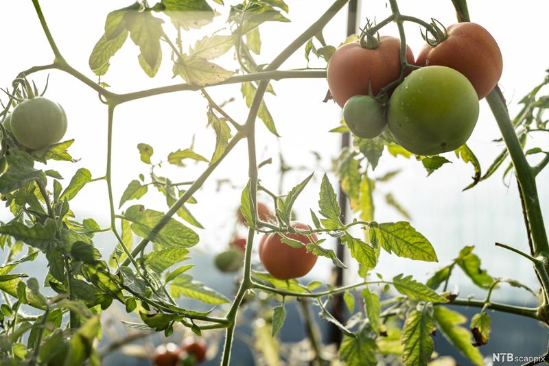 Tomater som henger på tomatplanter. Foto.