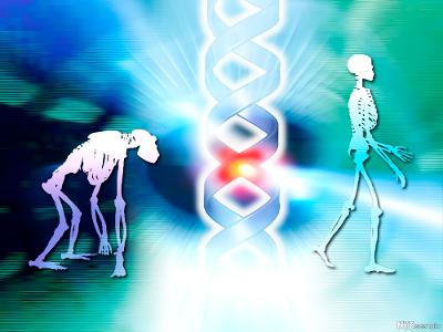 Ape, menneske og DNA. Illustrasjon