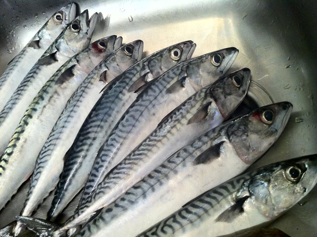 Ni makreller ligger på rekke i en kjøkkenvask. Foto. 