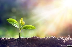 Ung plante som spirer i sollyset. Foto.