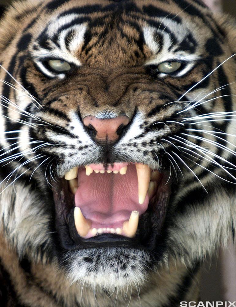 Tiger. Foto.