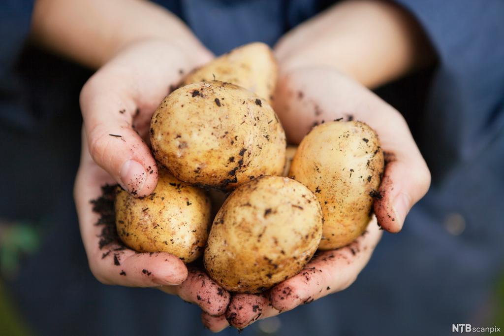 Et par hender holder fram uvaskede poteter med jord på. Foto.