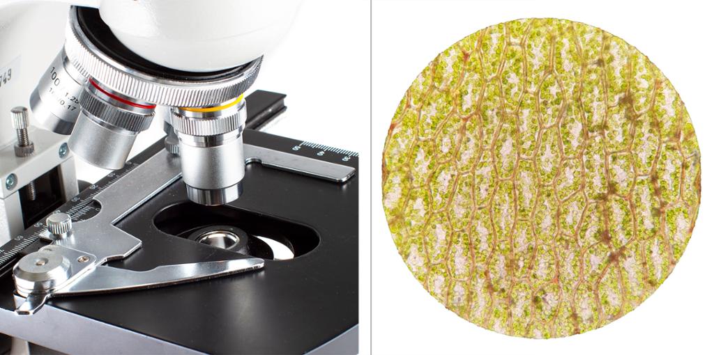 Bildekollasj som viser et mikroskop og et mikroskopbilde av en celle fra mose. Foto.