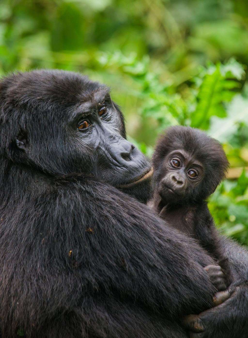 Nærbilde av en gorillahunn som holder ungen sin i armene. Foto.