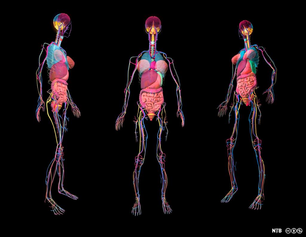 Illustration of the human body. We see three human figures. They are transparent so that we can see veins and organs in different colours. 