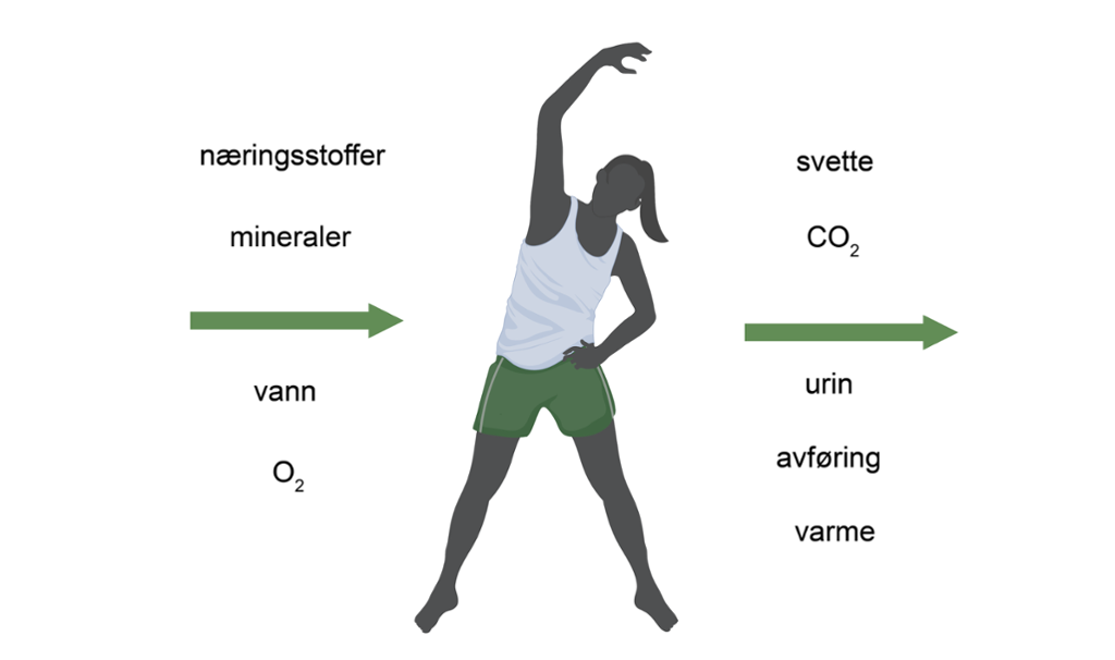 Mørk kvinne i singlet og grønn shorts tøyer ut. Grønn pil viser at næringsstoffer, mineraler, vann og oksygen går inn i kroppen, mens svette, karbondioksid, urin, avføring og varme går ut av kroppen. Illustrasjon.