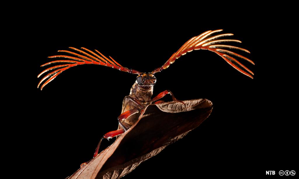 Insekt med lange forgreina antenner (horn). Foto.