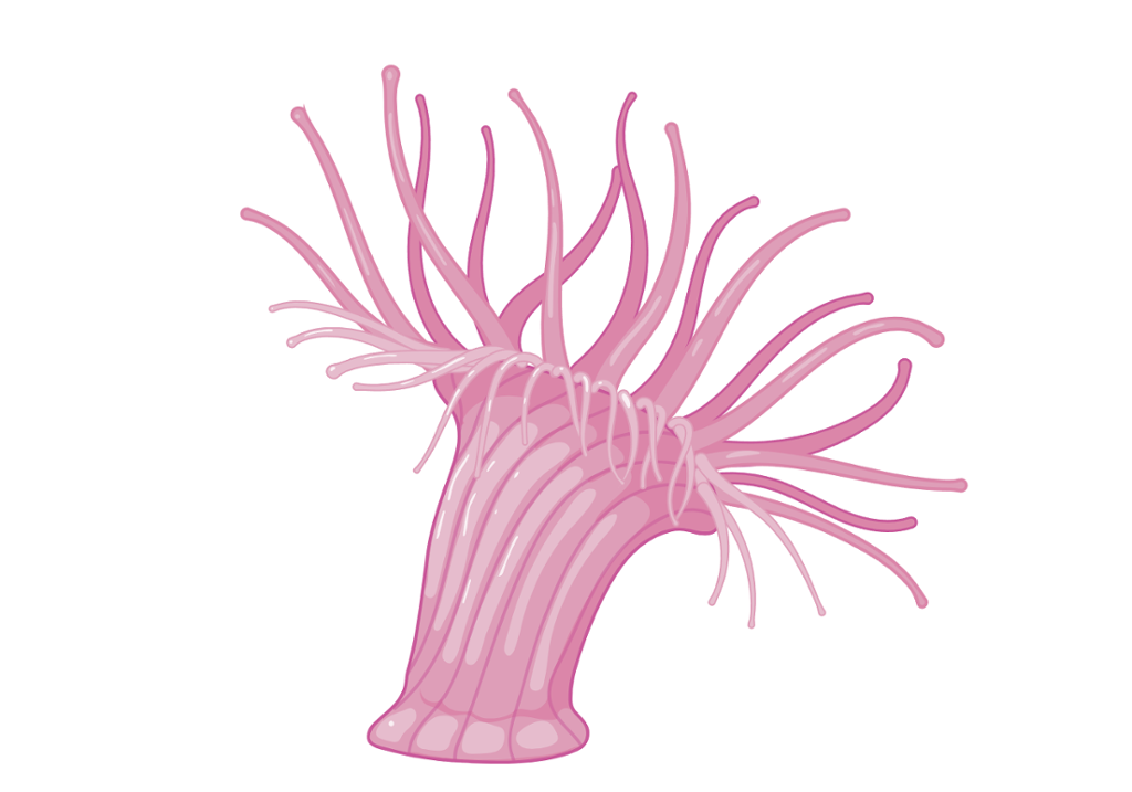 Rosa organisme som sitter fast i underlaget med noe som minner om en elefantfot. På toppen har den mange tentakler. Illustrasjon.