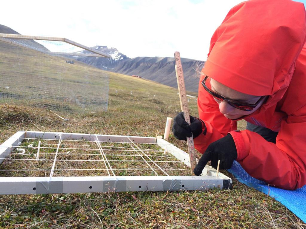 Kvinne med rød anorakk og solbriller gjør målinger med tommestokk i metallramme. Foto.