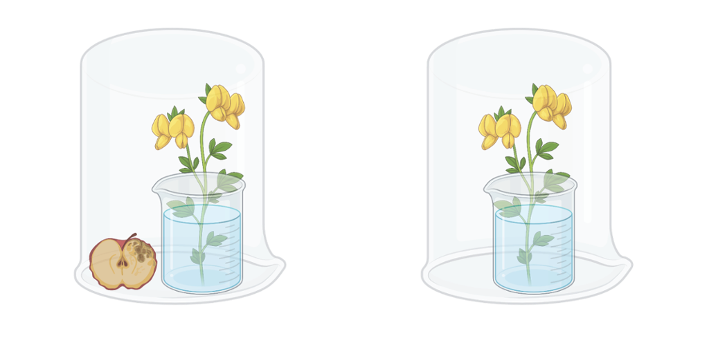 To like blomster i vann. Over hver av dem er det ei glassklokke. I den ene glassklokka er det et råttent eple. Illustrasjon.