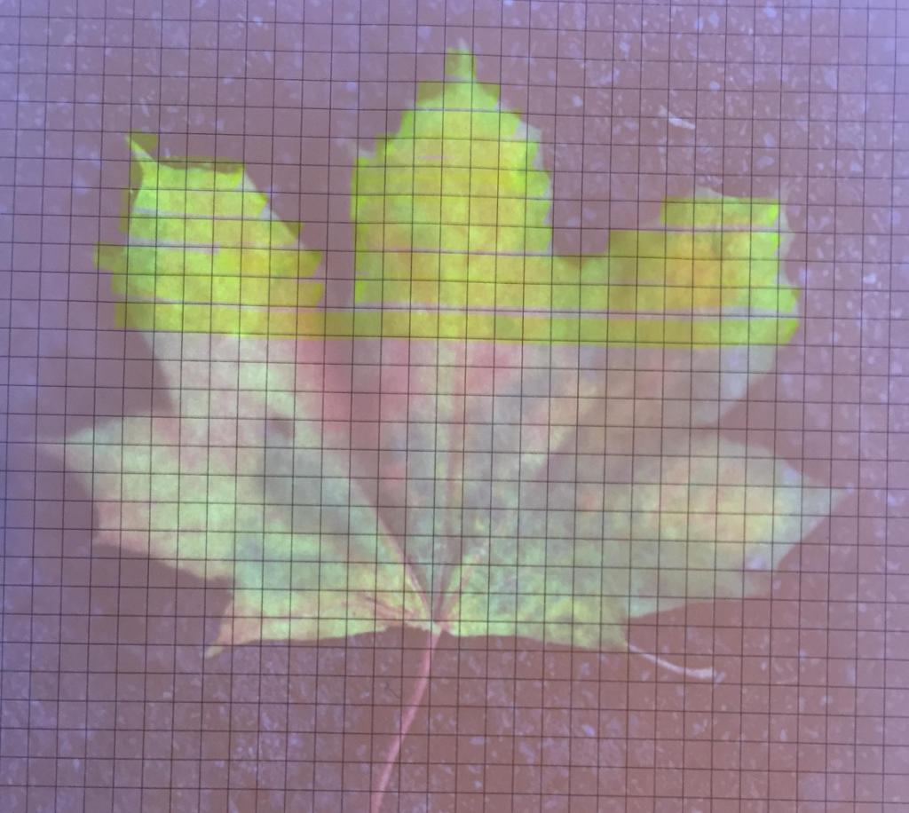 Mønster av eit blad teikna på lysbord. Foto.