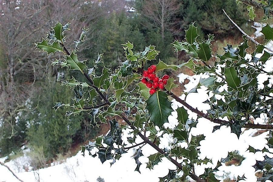 Røde bær på kvist med taggete blad i vinterlandskap. Foto.