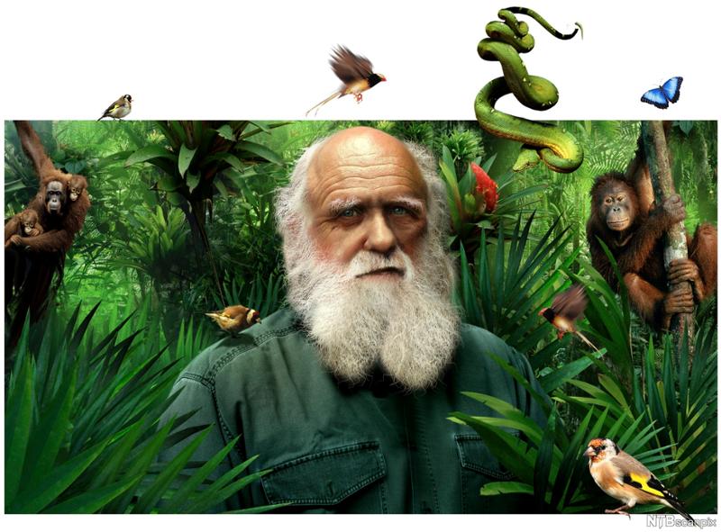 Darwin er tegnet omgitt av mange dyr i en jungel. Illustrasjon.