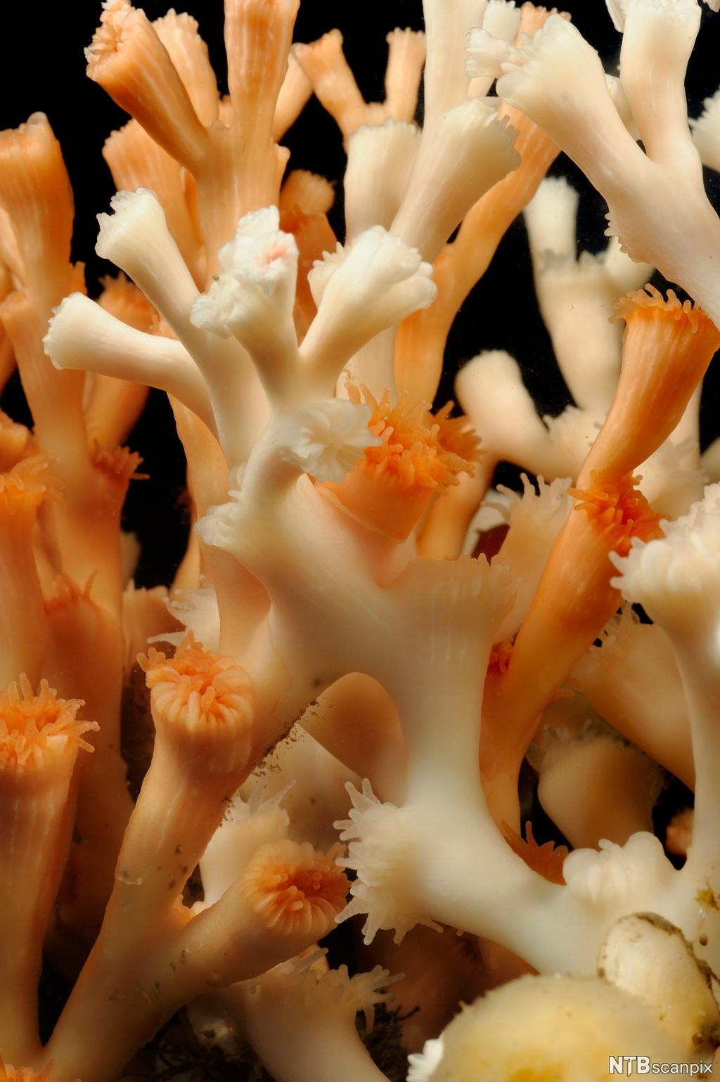 Nærbilde av korall. Foto.