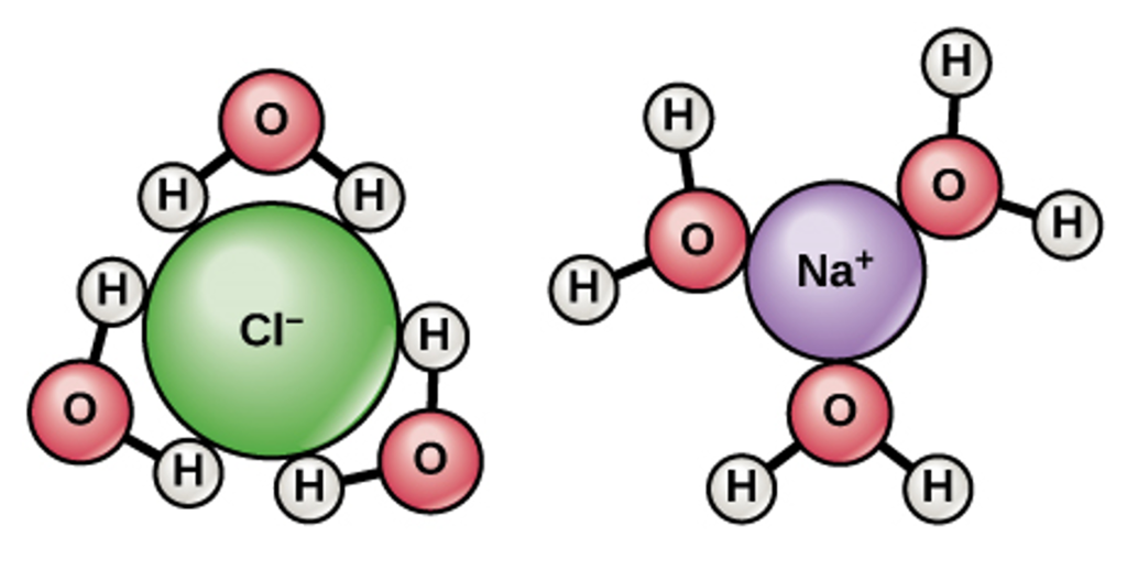 Molekylmodeller som viser hvordan salt løses opp av vann. Illustrasjon.