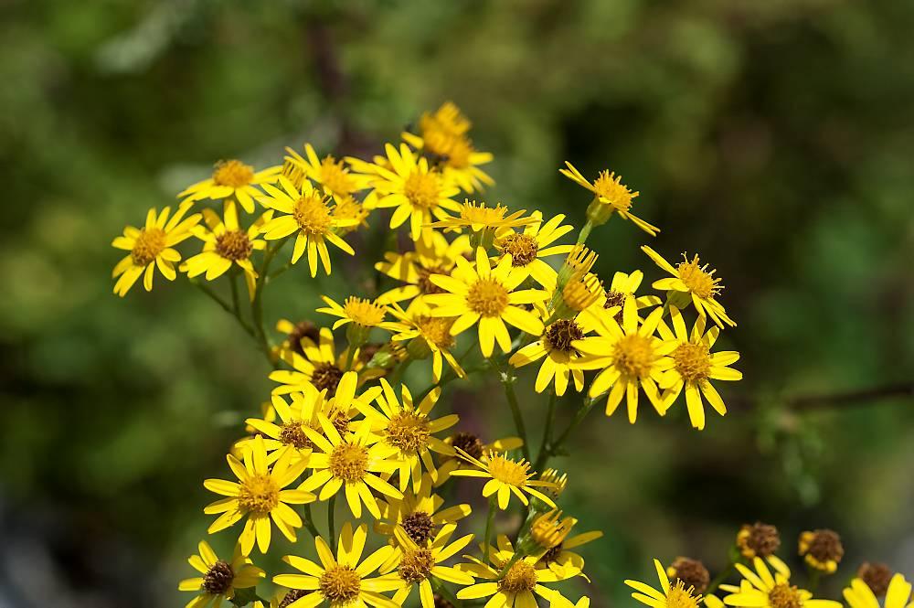 Blomsterstand med samling av mange små, gule, prestekrageliknende blomster. Foto.