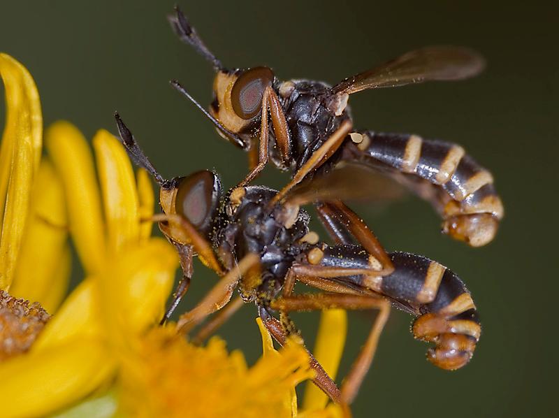 Foto av to vepselignende insekter som parer seg mens de sitter på en blomst