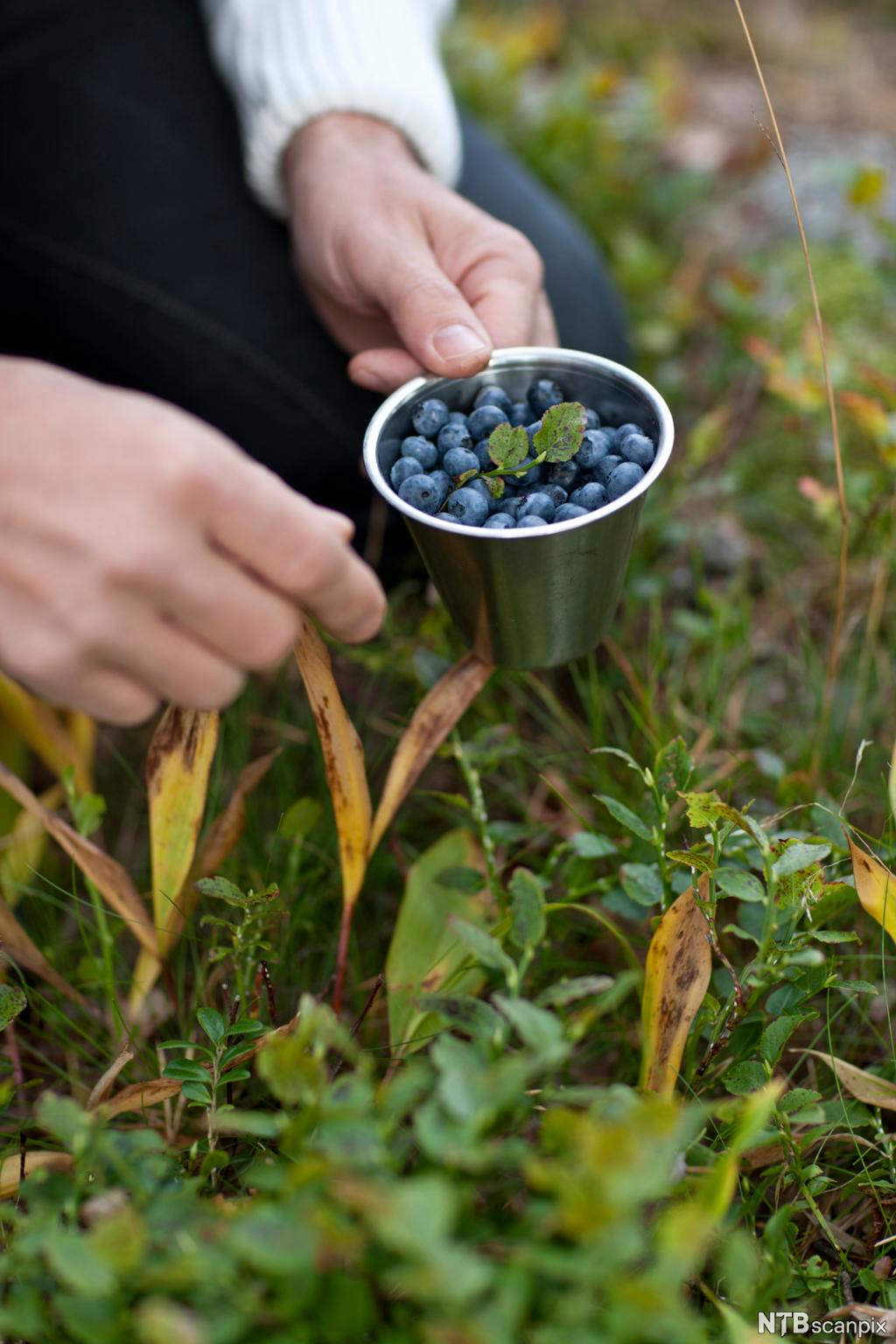 Hender som holder kopp med blåbær i grønne omgivelser. Foto.