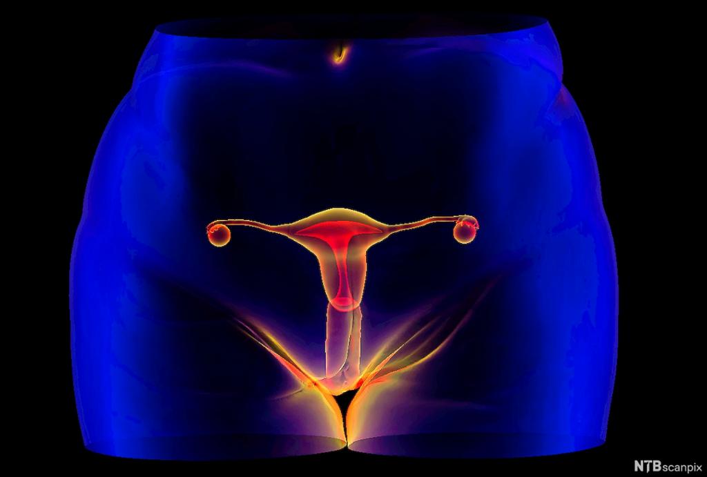 Kvinnelige forplantningsorganer. Illustrasjon. 