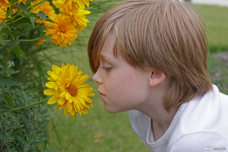 Gutt lukter på gul blomst. Foto. 