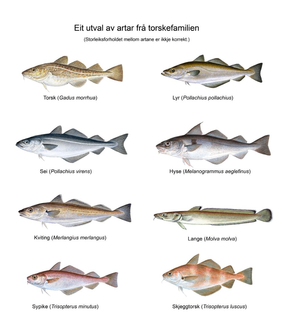 Eit utval av artar frå torskefamilien: torsk, lyr, sei, hyse, kviting, lange, sypike, skjeggtorsk. Illustrasjon.