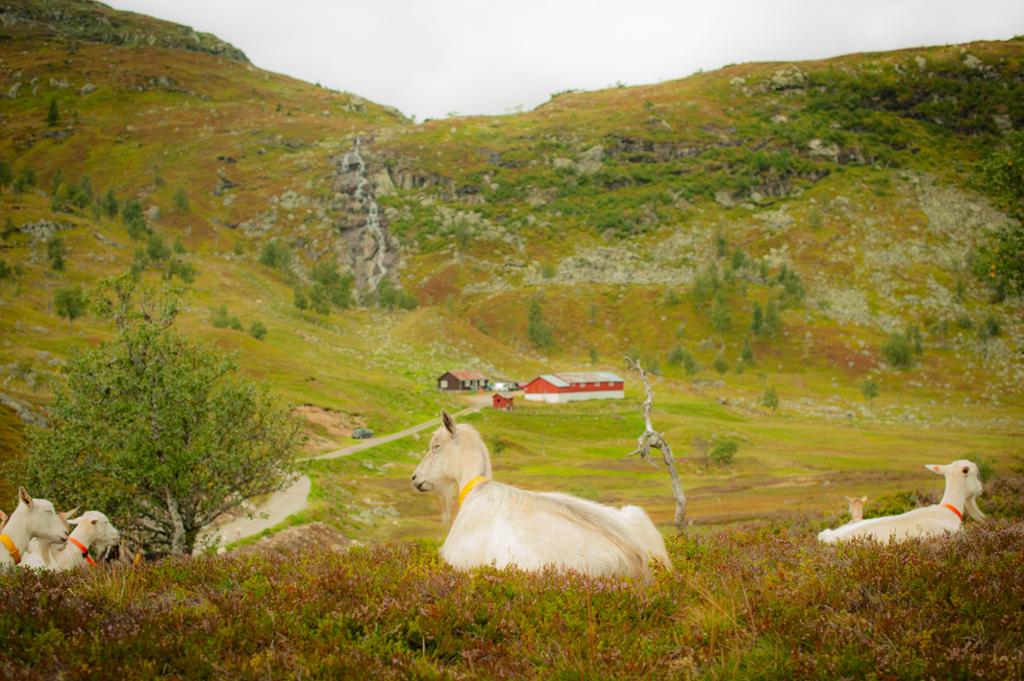 Noen geiter ligger og hviler i et fjellandskap. Det er et seterhus og et fjøs i bakgrunnen. Foto.