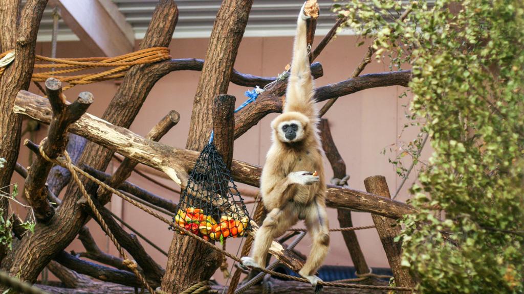 Gibbon som henger i ei grein. Den spiser frukt som den må plukke ut av et nett. Foto.