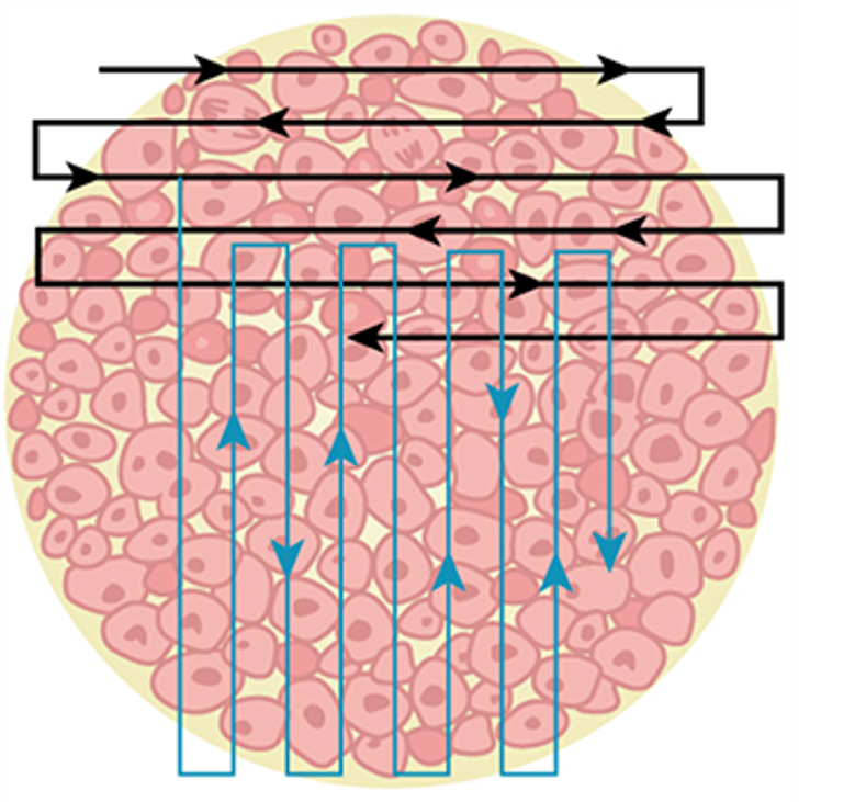 Sammenhengende piler i horisontal og vertikal retning over en sirkel med celler. Illustrerer systematisk telling av celler. Illustrasjon. 