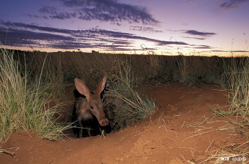 Dyr med stor snute og store øyre står i opninga til ei jordhole på ein savanne. Foto.