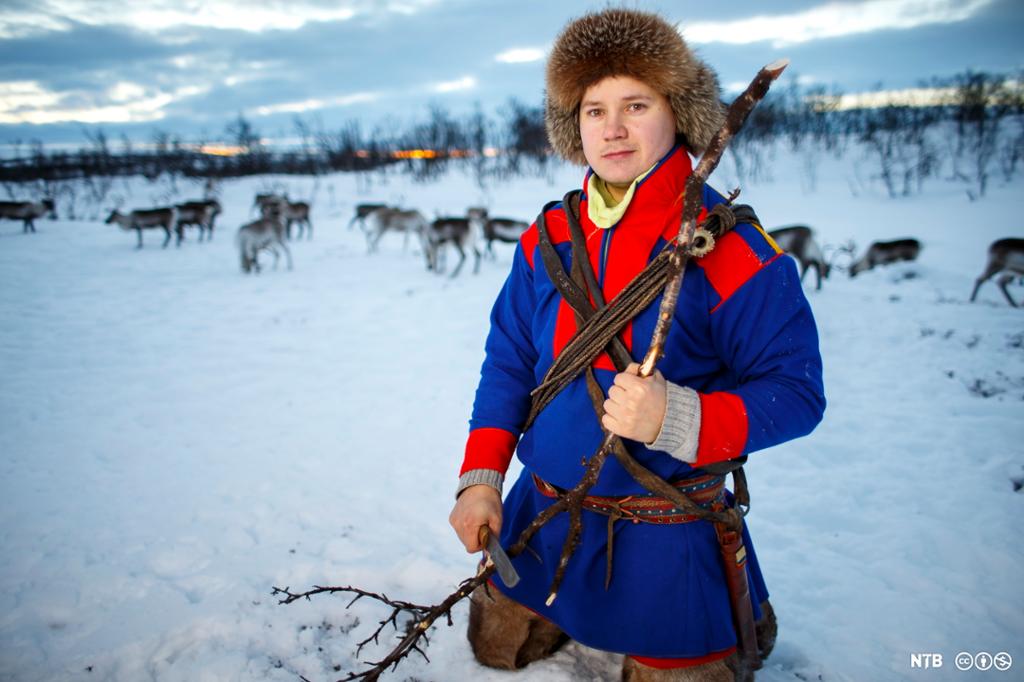 Ein mann i samisk kofte sit på kne i snøen og spikkar på ei grein framfor ein reinsdyrflokk.  Foto.