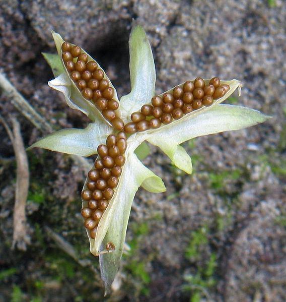 En plante med en åpen, stjerneformet struktur som inneholder tett i tett med små, perleformede frø. Foto. 
