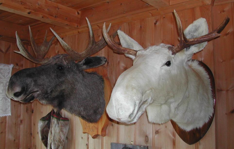 Hodet til albinoelg og vanlig elg. Foto.