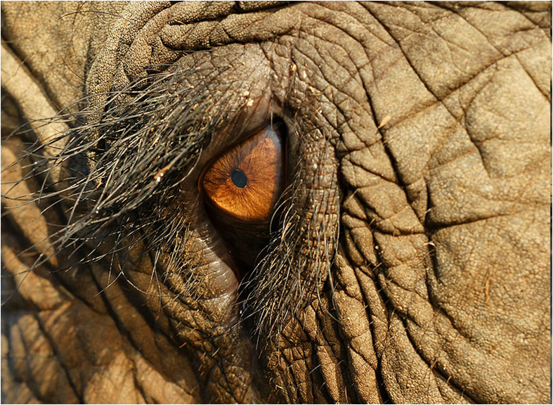 A close-up photo of the eye of an elephant. 